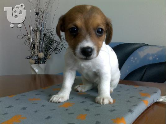 Kαλή τιμή!!!.Πουλάω όμορφα κουτάβια ράτσα JACK RUSSEL TERRIER - Τζακ Ράσελ Τεριέ - 300 eur...